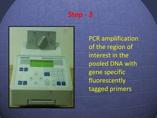 Step - 3
PCR amplification
of the region of
interest in the
pooled DNA with
gene specific
fluorescently
tagged primers
 