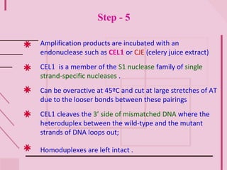 Step - 5
Amplification products are incubated with an
endonuclease such as CEL1 or CJE (celery juice extract)
CEL1 is a member of the S1 nuclease family of single
strand-specific nucleases .
Can be overactive at 45ºC and cut at large stretches of AT
due to the looser bonds between these pairings
CEL1 cleaves the 3’ side of mismatched DNA where the
heteroduplex between the wild-type and the mutant
strands of DNA loops out;
Homoduplexes are left intact .
 