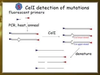 Cut lower strand
Cut upper strand
5
 