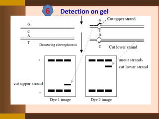 Detection on gel6
 