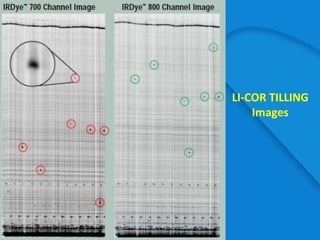 LI-COR TILLING
Images
 
