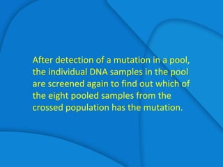 After detection of a mutation in a pool,
the individual DNA samples in the pool
are screened again to find out which of
the eight pooled samples from the
crossed population has the mutation.
 