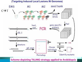 Scheme depicting TILLING strategy applied to Arabidopsis
 