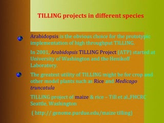 TILLING projects in different species
Arabidopsis is the obvious choice for the prototypic
implementation of high throughput TILLING.
In 2001, Arabidopsis TILLING Project (ATP) started at
University of Washington and the Henikoff
Laboratory.
The greatest utility of TILLING might be for crop and
other model plants such as Rice and Medicago
truncatula
TILLING project of maize & rice – Till et al.,FHCRC
Seattle, Washington
( http:// genome.purdue.edu/maize tilling)
 