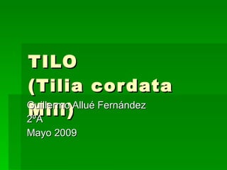 TILO (Tilia cordata Mill) Guillermo Allué Fernández 2ºA Mayo 2009 