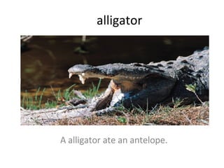 alligator A alligator ate an antelope. 