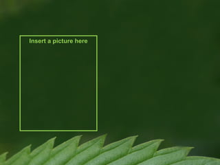 Insert a picture here

 