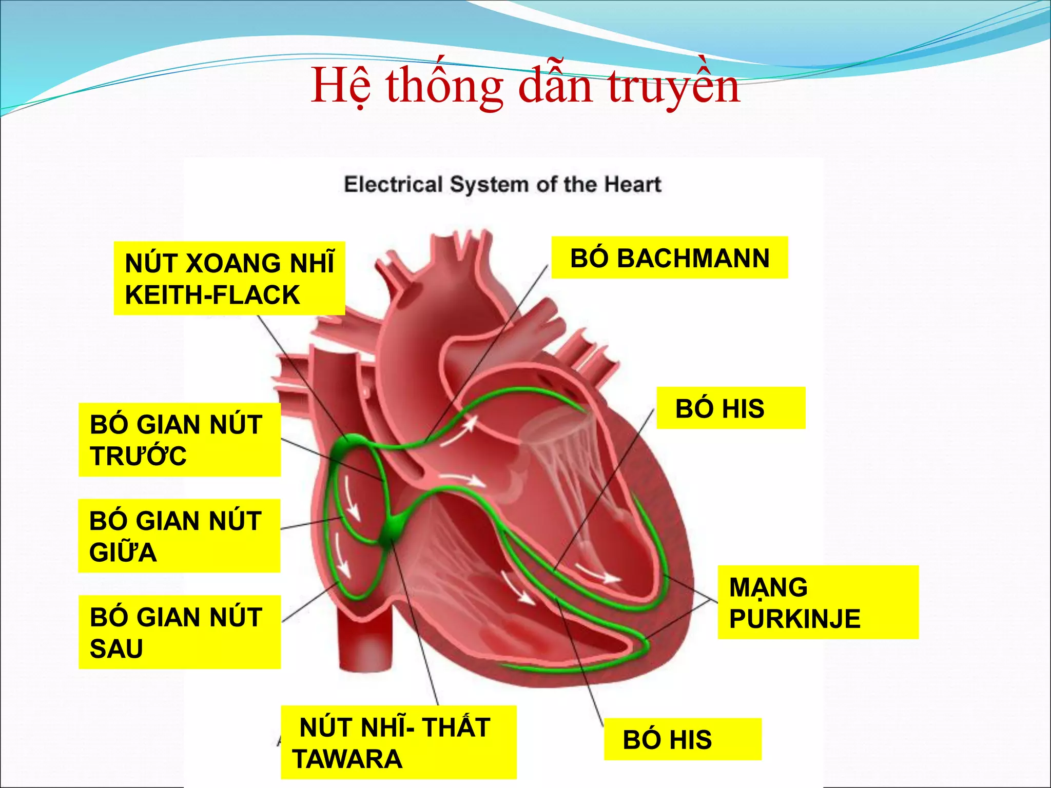 Giải Phẫu Hệ Tim Mạch ĐH Y Khoa Vinh VMU | PDF