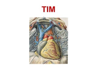 TIM
 