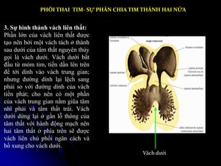 Giải phẫu tim sau đại học- LÊ QUANG TUYỀN | PPTX