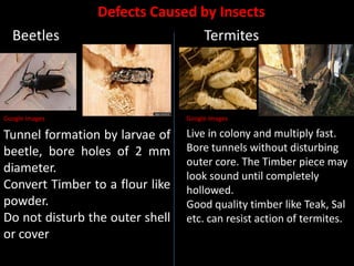 Beetles

Defects Caused by Insects
Termites

Google Images

Google Images

Tunnel formation by larvae of
beetle, bore holes of 2 mm
diameter.
Convert Timber to a flour like
powder.
Do not disturb the outer shell
or cover

Live in colony and multiply fast.
Bore tunnels without disturbing
outer core. The Timber piece may
look sound until completely
hollowed.
Good quality timber like Teak, Sal
etc. can resist action of termites.

 