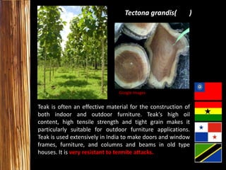Tectona grandis(

)

Google Images

Teak is often an effective material for the construction of
both indoor and outdoor furniture. Teak's high oil
content, high tensile strength and tight grain makes it
particularly suitable for outdoor furniture applications.
Teak is used extensively in India to make doors and window
frames, furniture, and columns and beams in old type
houses. It is very resistant to termite attacks.

 