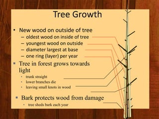 Youngest Tree Timber | PDF