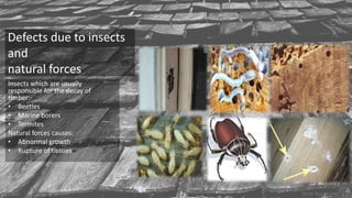 Defects due to insects
and
natural forces
Insects which are usually
responsible for the decay of
timber:-
• Beetles
• Marine borers
• Termites
Natural forces causes:
• Abnormal growth
• Rupture of tissues
 