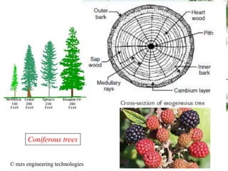 Coniferous trees
© mzs engineering technologies
 
