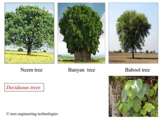 Deciduous trees
Neem tree Babool treeBanyan tree
© mzs engineering technologies
 