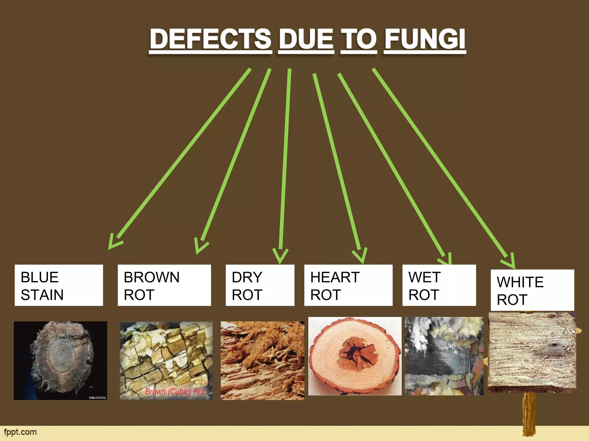 BLUE
STAIN
BROWN
ROT
DRY
ROT
HEART
ROT
WET
ROT
WHITE
ROT
 