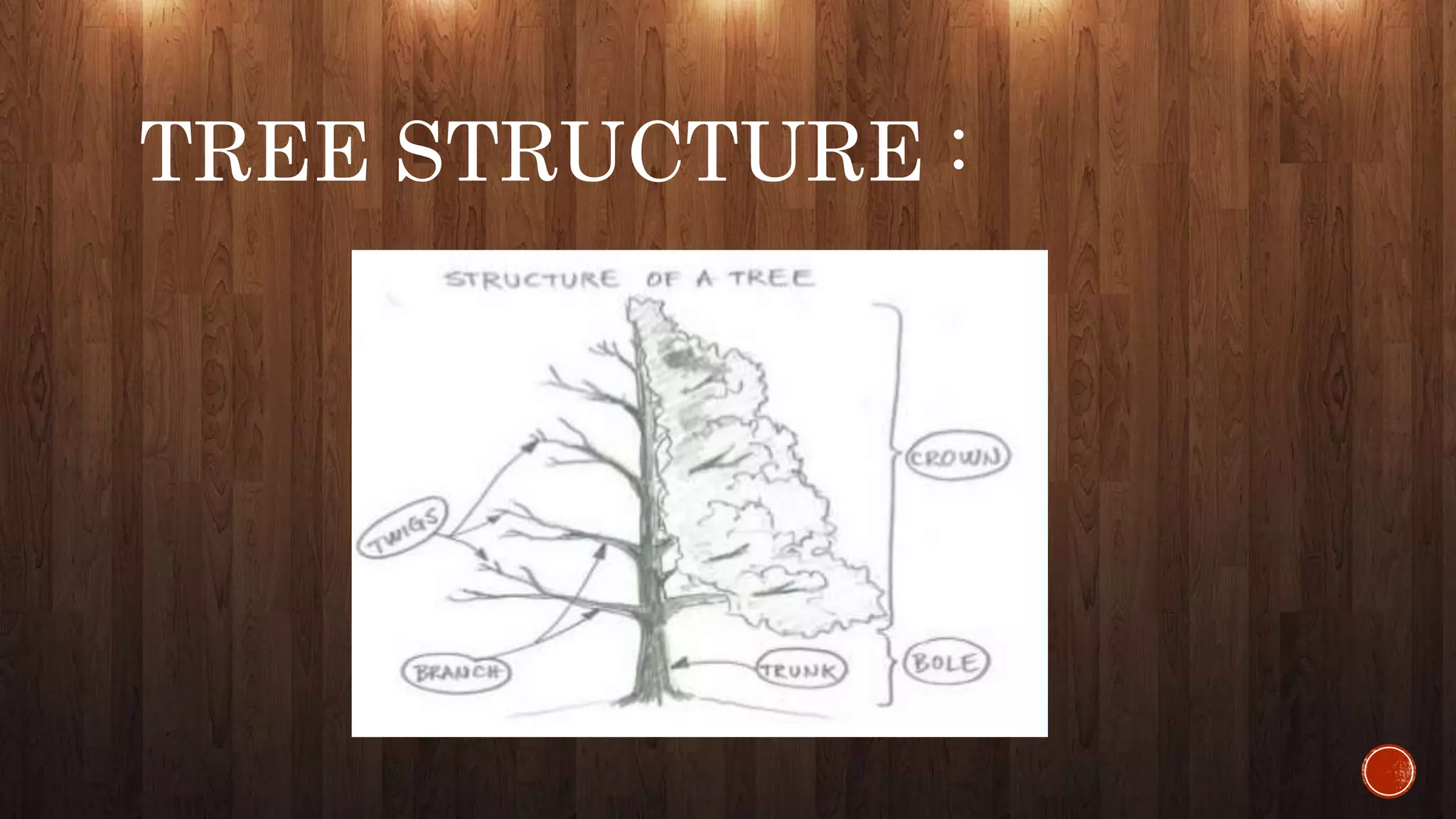 TREE STRUCTURE :
 