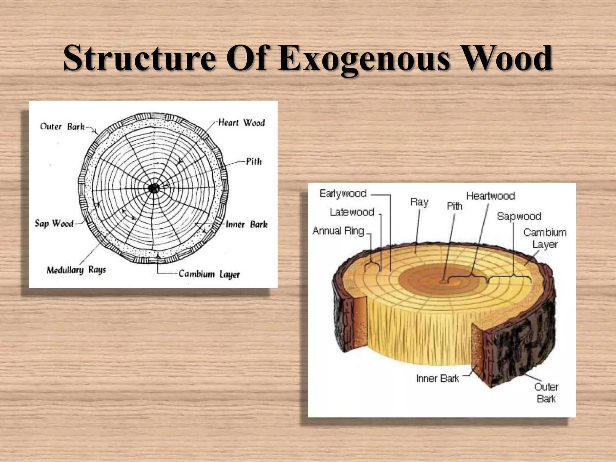 Structure Of Exogenous Wood
 