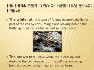 THE THREE MAIN TYPES OF FUNGI THAT AFFECT
TIMBER
 The white rot: this type of fungus destroys the lignin
part of the cell by consuming it and leaving behind the
fluffy light colored cellulose part in rotten form.
 The brown rot: unlike white rot, it eats up and
destroys the cellulose part of the cell tissue leaving
behind a brownish lignin part in rotten form.
 