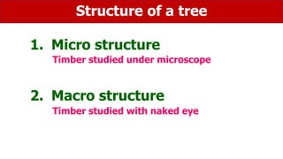 Tree Structure Timber Timber | PDF