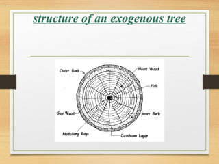 structure of an exogenous tree
 
