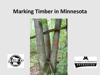 Marking Timber in Minnesota 