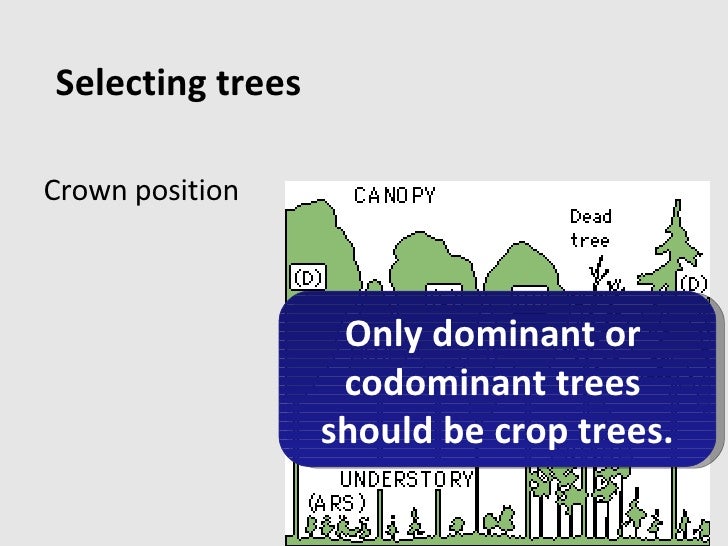 Timber Marking for Loggers