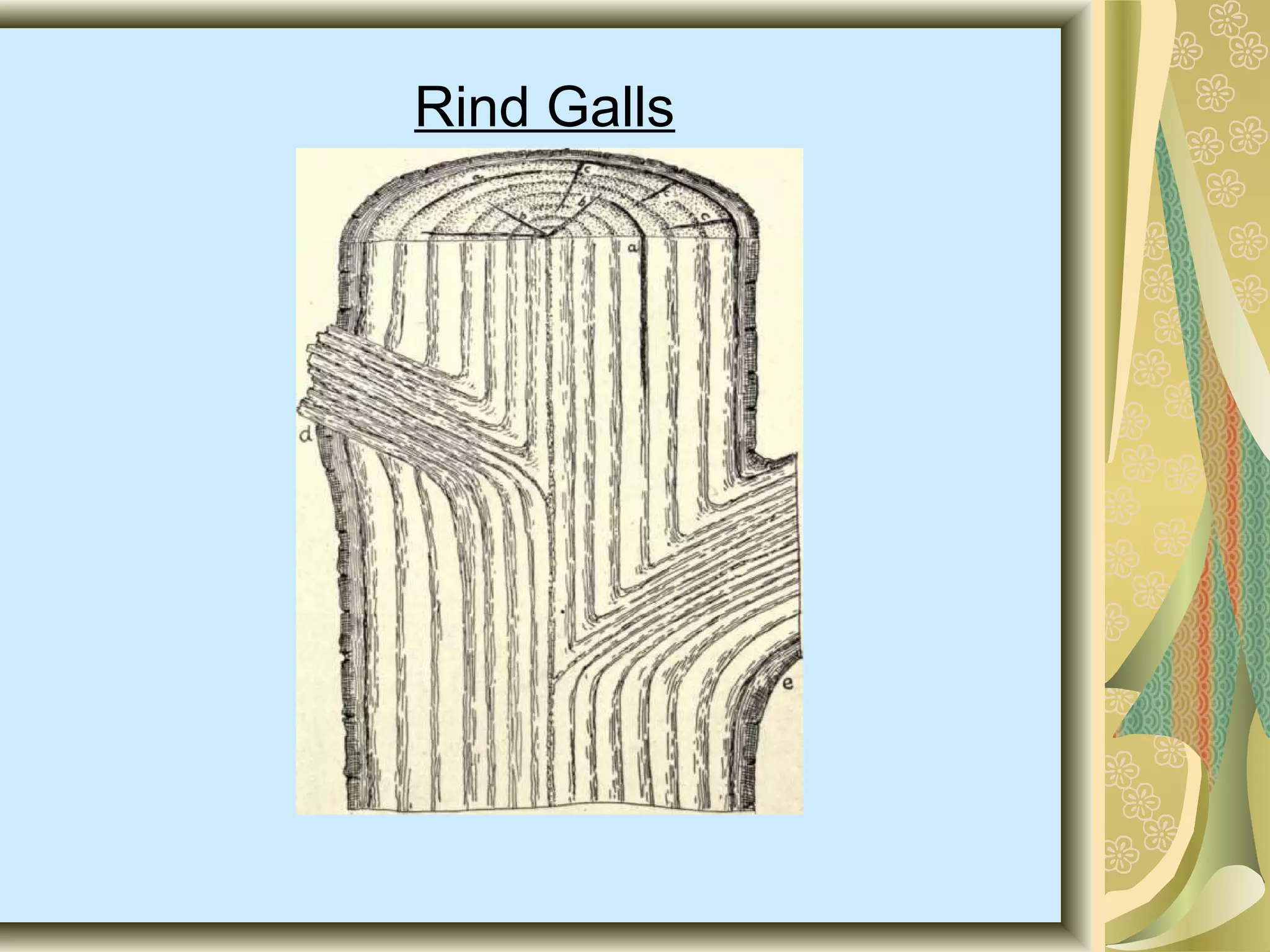 Rind Galls

 