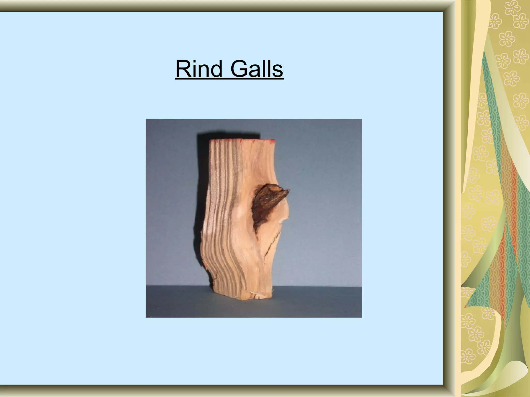 Rind Galls

 