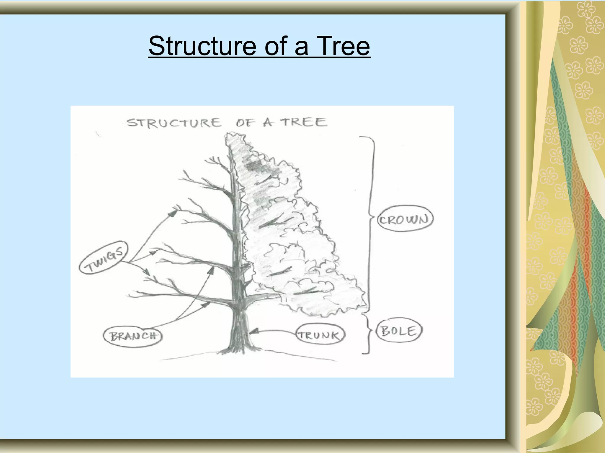 Structure of a Tree

 