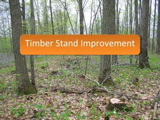 Timber Stand Improvement 