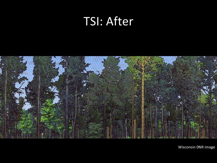 Timber Stand Improvement