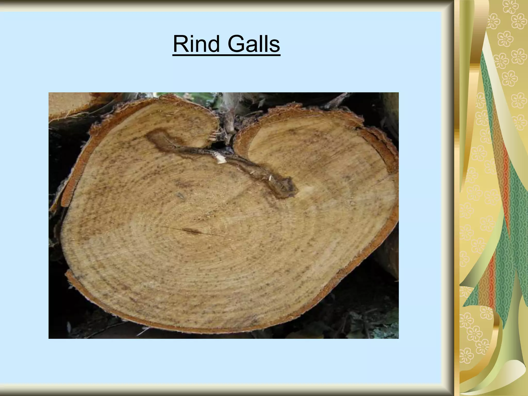 Rind Galls
 