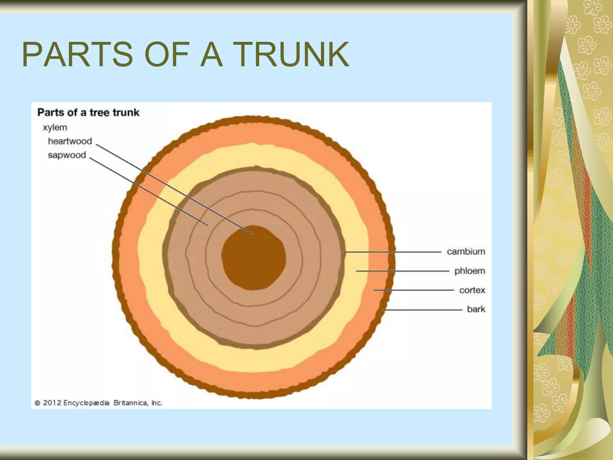 PARTS OF A TRUNK
 