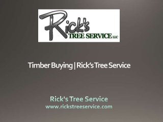 Timber Buying | Rick’s Tree Service