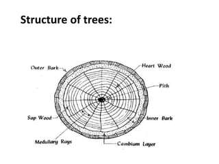 Timber | PPTX