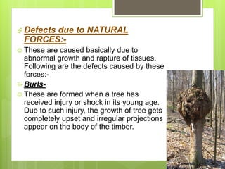 Defects due to NATURAL
FORCES:-
 These are caused basically due to
abnormal growth and rapture of tissues.
Following are the defects caused by these
forces:-
Burls-
 These are formed when a tree has
received injury or shock in its young age.
Due to such injury, the growth of tree gets
completely upset and irregular projections
appear on the body of the timber.
 