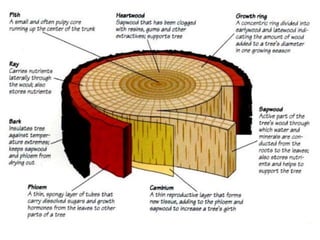Timber Le Timber_Lect_1.pptx