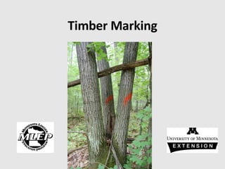 Timber Marking 