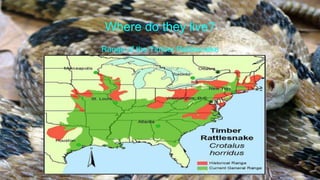 Where do they live?
Range of the Timber Rattlesnake
 