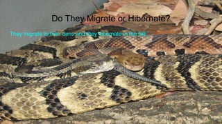 Do They Migrate or Hibernate?
They migrate to their dens and they hibernate in the fall.
 