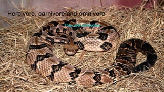 Herbivore, carnivore and omnivore
They are carnivores
 