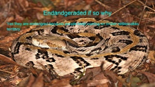 Endandgeraded if so why
Yes they are endangred because people keep coming on timber rattlesnakes
territory
 