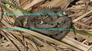Weight and Length
Male, males weigh two pounds and length 100 to 115 cm
Female, Females weigh up to 1.3 pounds and length 100 to 115 cm
 