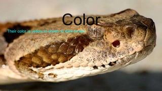 ColorTheir color is yellow to brown to dark brown.
 