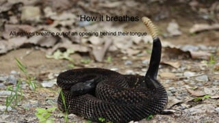 How it breathes
All snakes breathe out of an opening behind their tongue
 