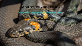 What are the young called?
Baby timber rattlesnakes are called baby rattles
 
