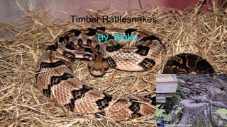 Timber Rattlesnakes
By, Blake
 