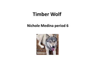 Timber Wolf
Nichole Medina period 6
 